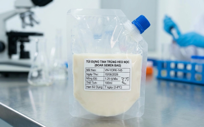 BẢO QUẢN TINH HEO Ở NHIỆT ĐỘ BAO NHIÊU? YẾU TỐ QUYẾT ĐỊNH THÀNH CÔNG CỦA THỤ TINH NHÂN TẠO