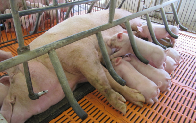 Các bệnh thường gặp ở heo nái mang thai – Nguyên nhân, dấu hiệu và giải pháp phòng ngừa hiệu quả