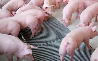 Cách nuôi heo nhanh lớn: Kỹ thuật chăm sóc giúp heo tăng trọng tốt, khỏe mạnh