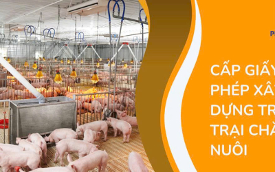 Cấp giấy phép xây dựng trang trại chăn nuôi: Quy định, thủ tục và lưu ý quan trọng