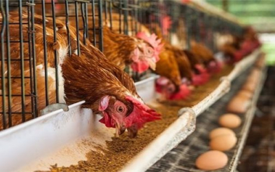 Hướng Dẫn Chăm Sóc Gà Đẻ Trứng Trong Mùa Mưa Hiệu Quả – Giữ Đàn Gà Khỏe, Đẻ Trứng Ổn Định