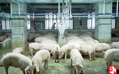 Xây Chung Cư Nuôi Heo: Giải Pháp Đột Phá Hay Ý Tưởng Điên Rồ?