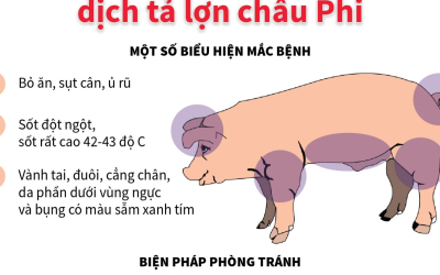 Cơ chế gây bệnh dịch tả heo châu Phi: Hiểu đúng để phòng bệnh hiệu quả