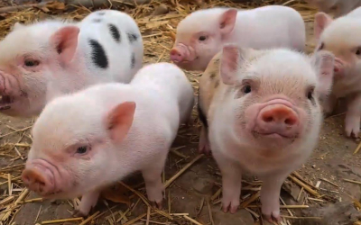 Giá heo con hiện nay bao nhiêu? Cập nhật mới nhất và những yếu tố ảnh hưởng người chăn nuôi cần biết