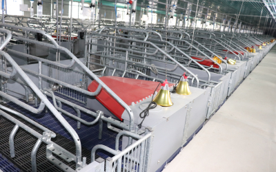 CÔNG TY PHÁT NGHĨA HOÀN THÀNH LẮP ĐẶT HỆ THỐNG ĂN TỰ ĐỘNG VÀ KHUNG CHUỒNG TẠI DỰ ÁN TRẠI NÁI 3.000 CON