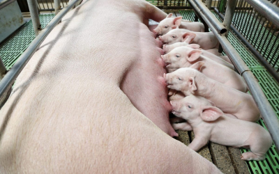 HEO NUÔI MẤY THÁNG THÌ PHỐI GIỐNG ĐƯỢC? KỸ THUẬT PHỐI GIỐNG HEO HIỆU QUẢ CHO NGƯỜI CHĂN NUÔI
