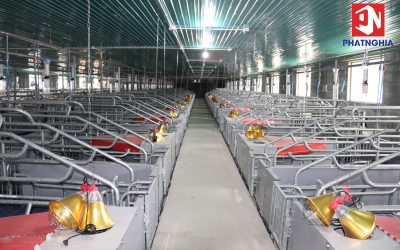 KÍCH THƯỚC CHUỒNG HEO NÁI TIÊU CHUẨN GIÚP TĂNG HIỆU QUẢ CHĂN NUÔI