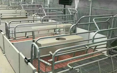 Kích thước chuồng heo nái tiêu chuẩn mới nhất – Thiết kế đúng giúp tăng năng suất sinh sản