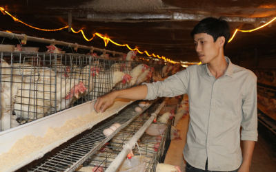 Mô hình nuôi gà đẻ trứng công nghiệp – Giải pháp nâng cao năng suất và tối ưu hiệu quả kinh tế cho trang trại hiện đại