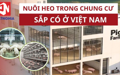 Nuôi heo trong chung cư – Mô hình chăn nuôi công nghệ cao dẫn đầu xu hướng tương lai