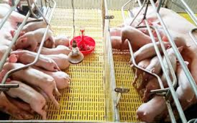Sàn nhựa chăn nuôi heo – Giải pháp tối ưu cho trang trại hiện đại