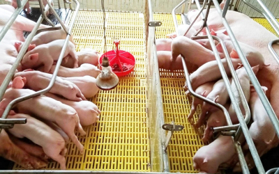 Thiết kế chuồng trại nuôi heo nái – Giải pháp tối ưu năng suất sinh sản và hiệu quả đầu tư