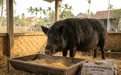 THỜI ĐIỂM PHỐI GIỐNG THÍCH HỢP CHO LỢN NÁI: CHÌA KHÓA VÀNG QUYẾT ĐỊNH NĂNG SUẤT CẢ ĐÀN