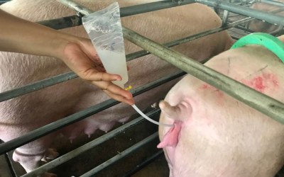 THỜI ĐIỂM PHỐI GIỐNG THÍCH HỢP CHO LỢN NÁI – YẾU TỐ QUYẾT ĐỊNH HIỆU QUẢ SINH SẢN TRONG TRANG TRẠI HIỆN ĐẠI