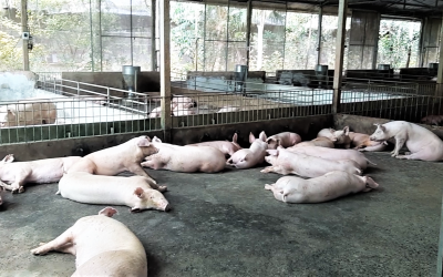 Thời gian ủ bệnh dịch tả heo châu Phi: Dấu hiệu nhận biết và nguy cơ tiềm ẩn trong đàn heo