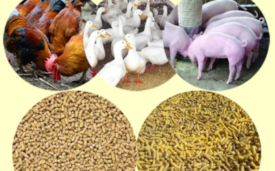 Top 5 máy ép thức ăn gia cầm được tin dùng nhiều nhất hiện nay