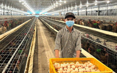 Trại trứng gà công nghiệp – Giải pháp đầu tư hiện đại, tối ưu lợi nhuận bền vững