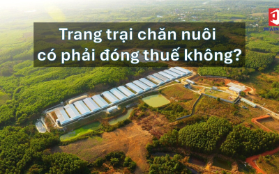 Trang trại chăn nuôi có phải đóng thuế không? Quy định chi tiết mới nhất năm 2025
