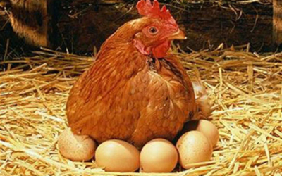 Tuổi thọ của gà đẻ trứng là bao lâu? Yếu tố ảnh hưởng và giải pháp kéo dài thời gian khai thác hiệu quả