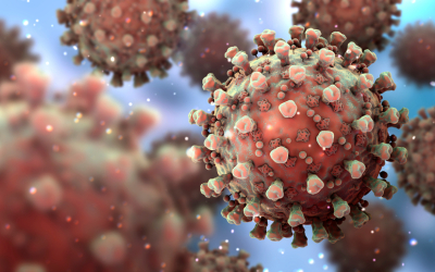 Virus gây bệnh dịch tả heo châu Phi: Đặc điểm, cơ chế lây lan và cách phòng ngừa hiệu quả