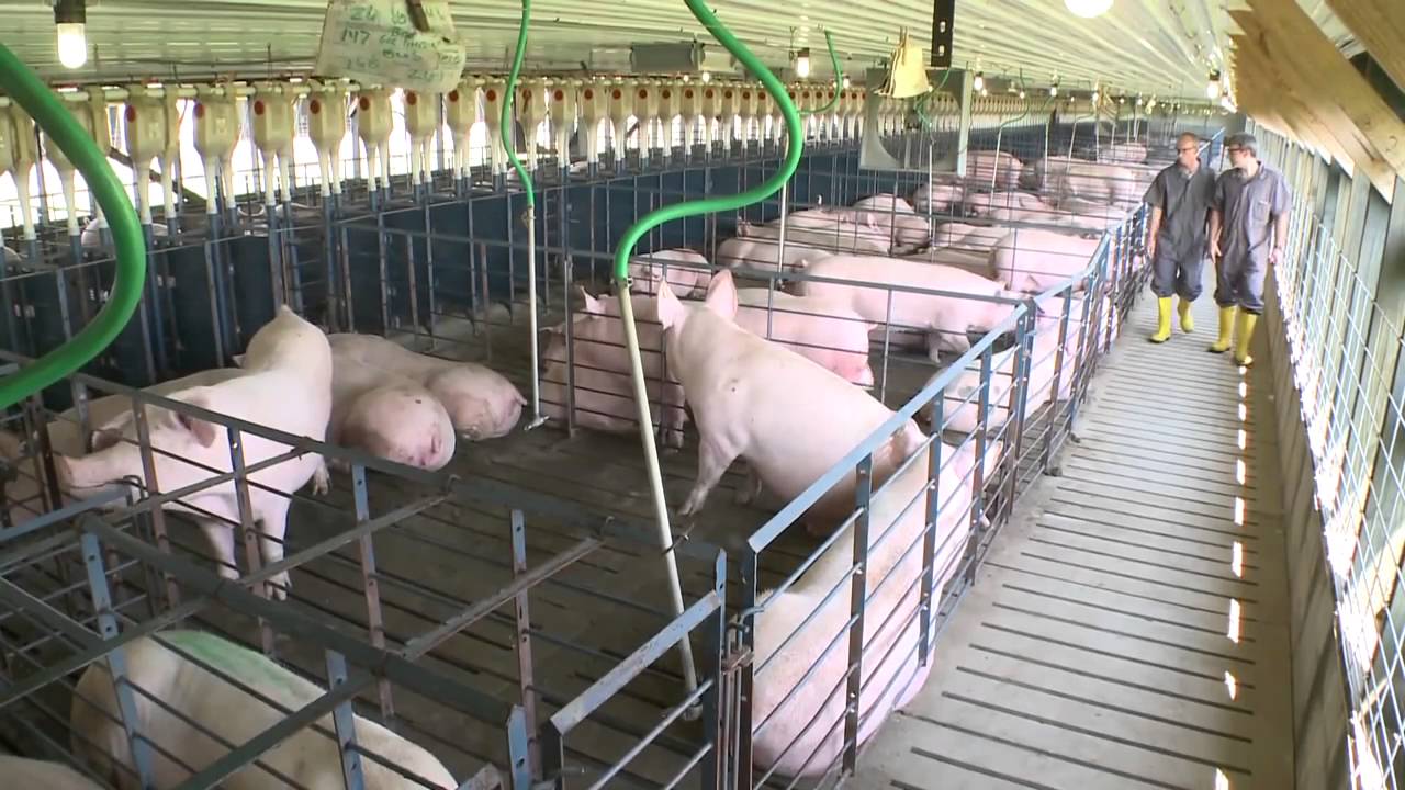 An toàn sinh học trong trại heo – Giải pháp sống còn cho chăn nuôi hiện đại