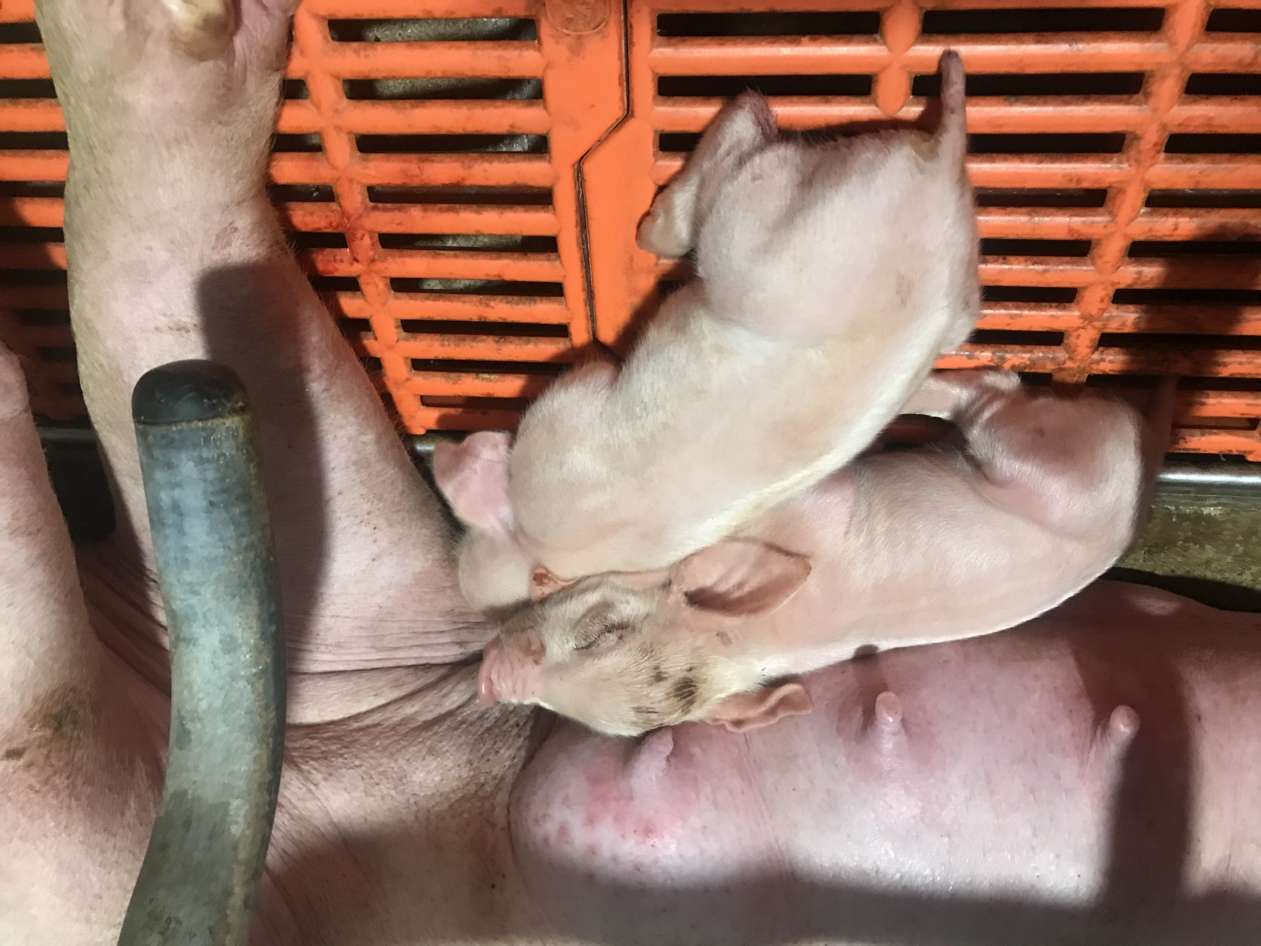 An toàn sinh học trong trại heo – Giải pháp sống còn cho chăn nuôi hiện đại