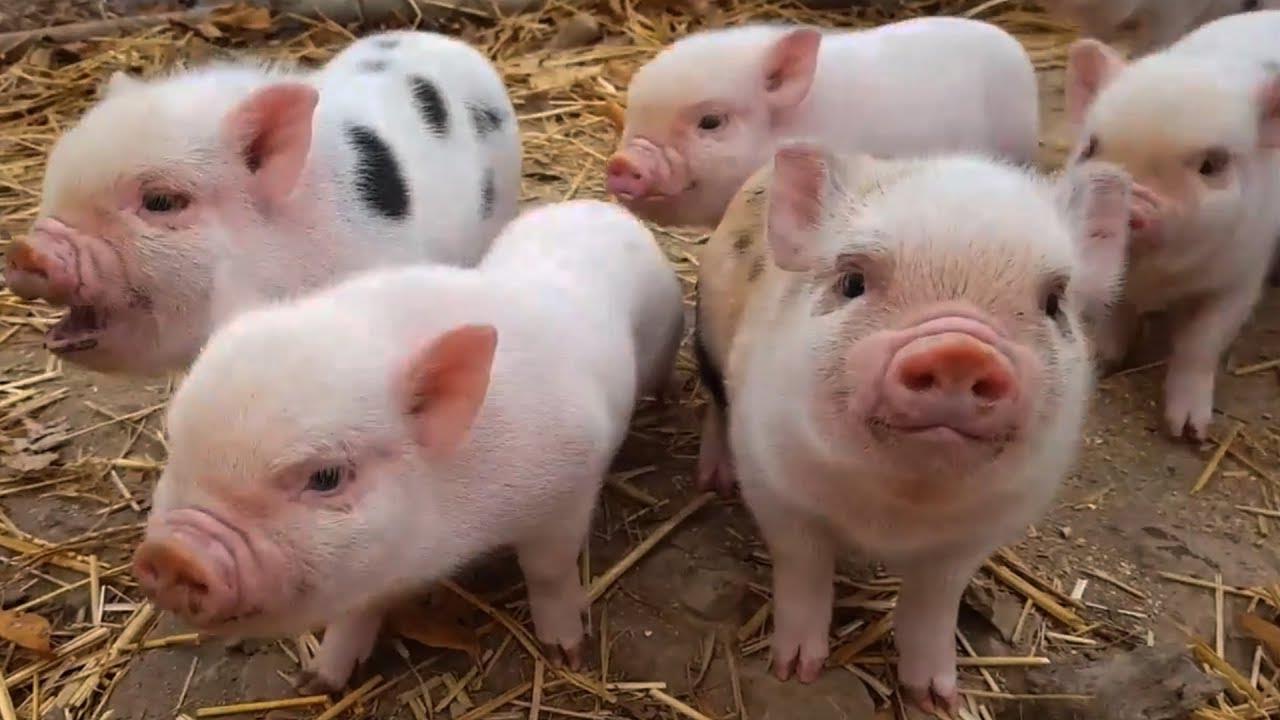 Các bệnh thường gặp ở heo con – Nguyên nhân, dấu hiệu và giải pháp phòng ngừa hiệu quả
