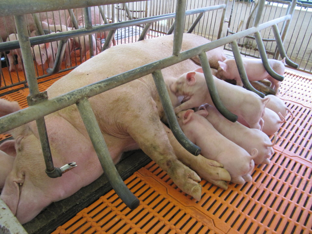 Các bệnh thường gặp ở heo nái mang thai – Nguyên nhân, dấu hiệu và giải pháp phòng ngừa hiệu quả