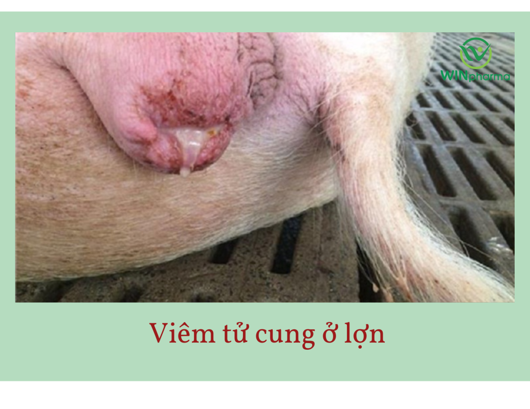 Các bệnh thường gặp ở heo nái mang thai – Nguyên nhân, dấu hiệu và giải pháp phòng ngừa hiệu quả