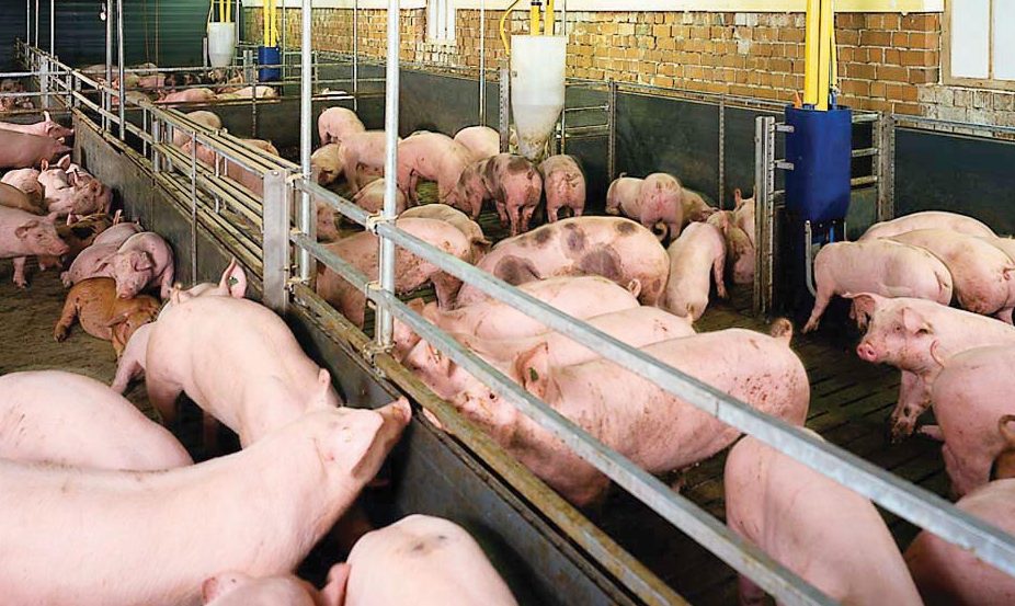 Cách nuôi heo nhanh lớn: Kỹ thuật chăm sóc giúp heo tăng trọng tốt, khỏe mạnh