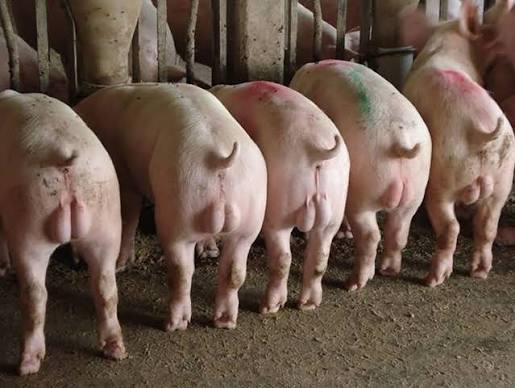 CÁCH THIẾN HEO ĐỰC CON: NHỮNG ĐIỀU NGƯỜI CHĂN NUÔI CẦN BIẾT ĐỂ ĐẢM BẢO HIỆU QUẢ VÀ PHÚC LỢI ĐỘNG VẬT