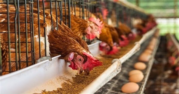 Hướng Dẫn Chăm Sóc Gà Đẻ Trứng Trong Mùa Mưa Hiệu Quả – Giữ Đàn Gà Khỏe, Đẻ Trứng Ổn Định