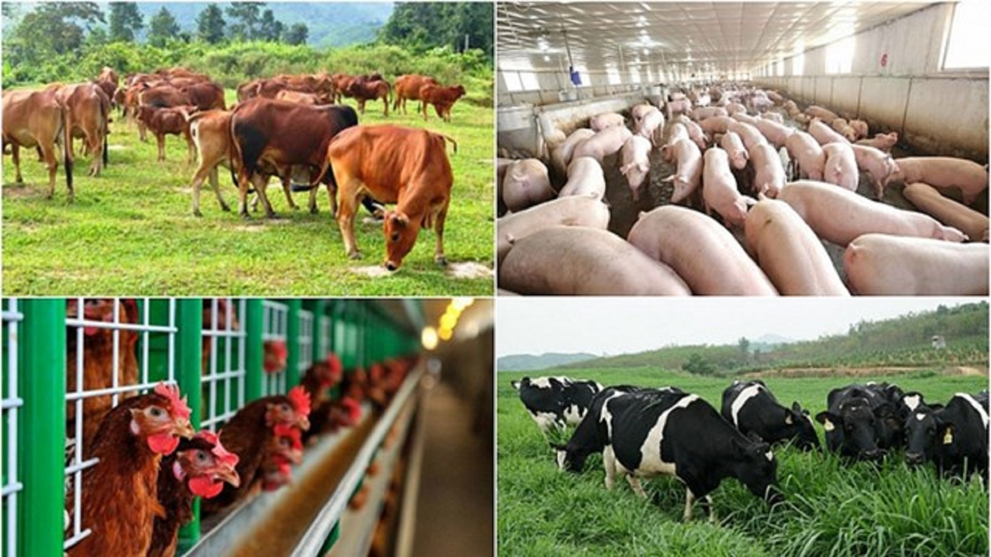 Chăn nuôi có phải đóng thuế không? Giải đáp chi tiết cho hộ và doanh nghiệp chăn nuôi