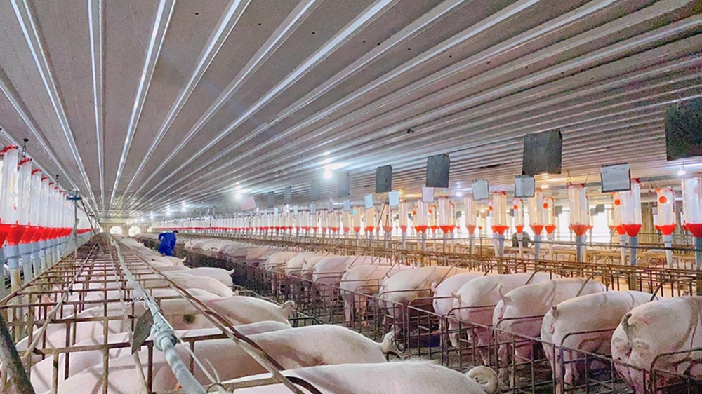 Chi phí xây dựng trại heo lạnh mới nhất 2026 – Giải pháp tối ưu cho chăn nuôi hiện đại