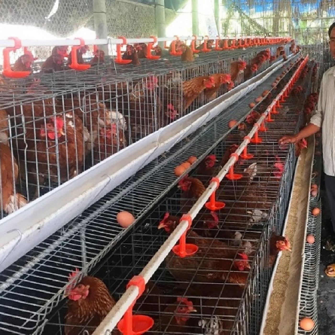 CHI PHÍ LÀM TRANG TRẠI NUÔI GÀ ĐẺ TRỨNG – PHÂN TÍCH CHI TIẾT CHO NGƯỜI MỚI BẮT ĐẦU