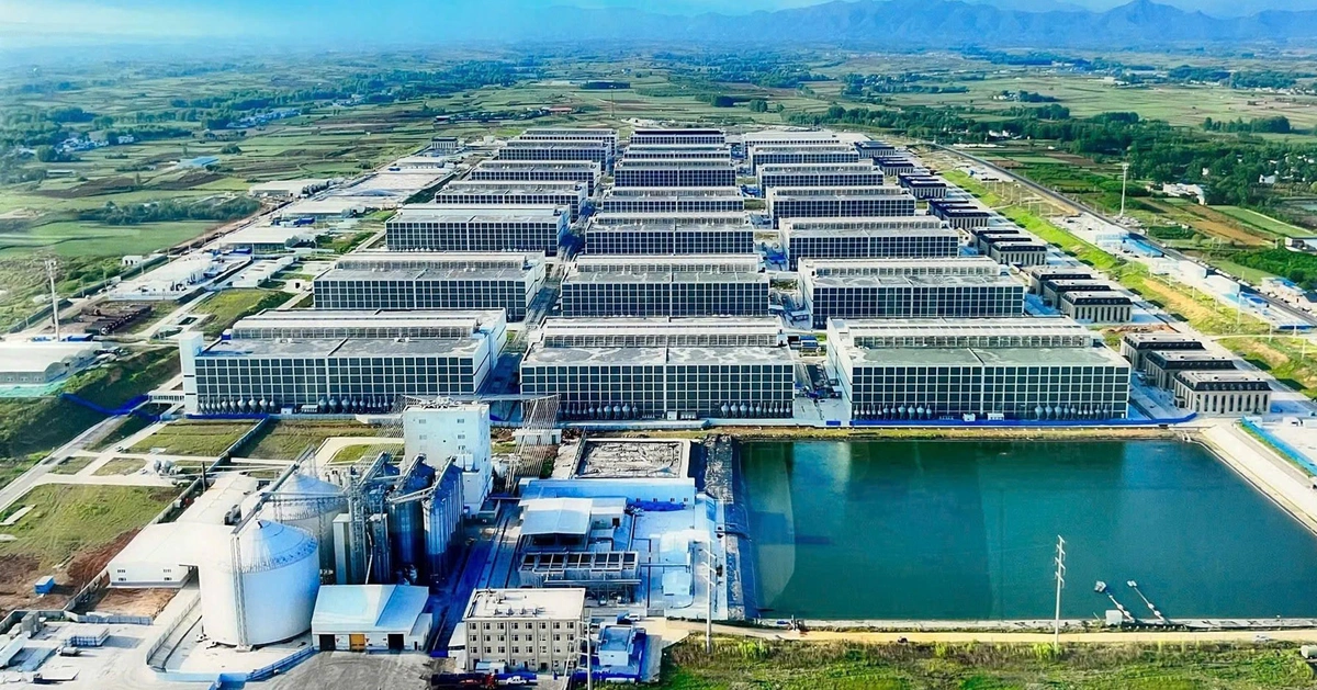 Chung cư cho lợn - Giải pháp chăn nuôi hiện đại, tối ưu hiệu suất từ Phát Nghĩa