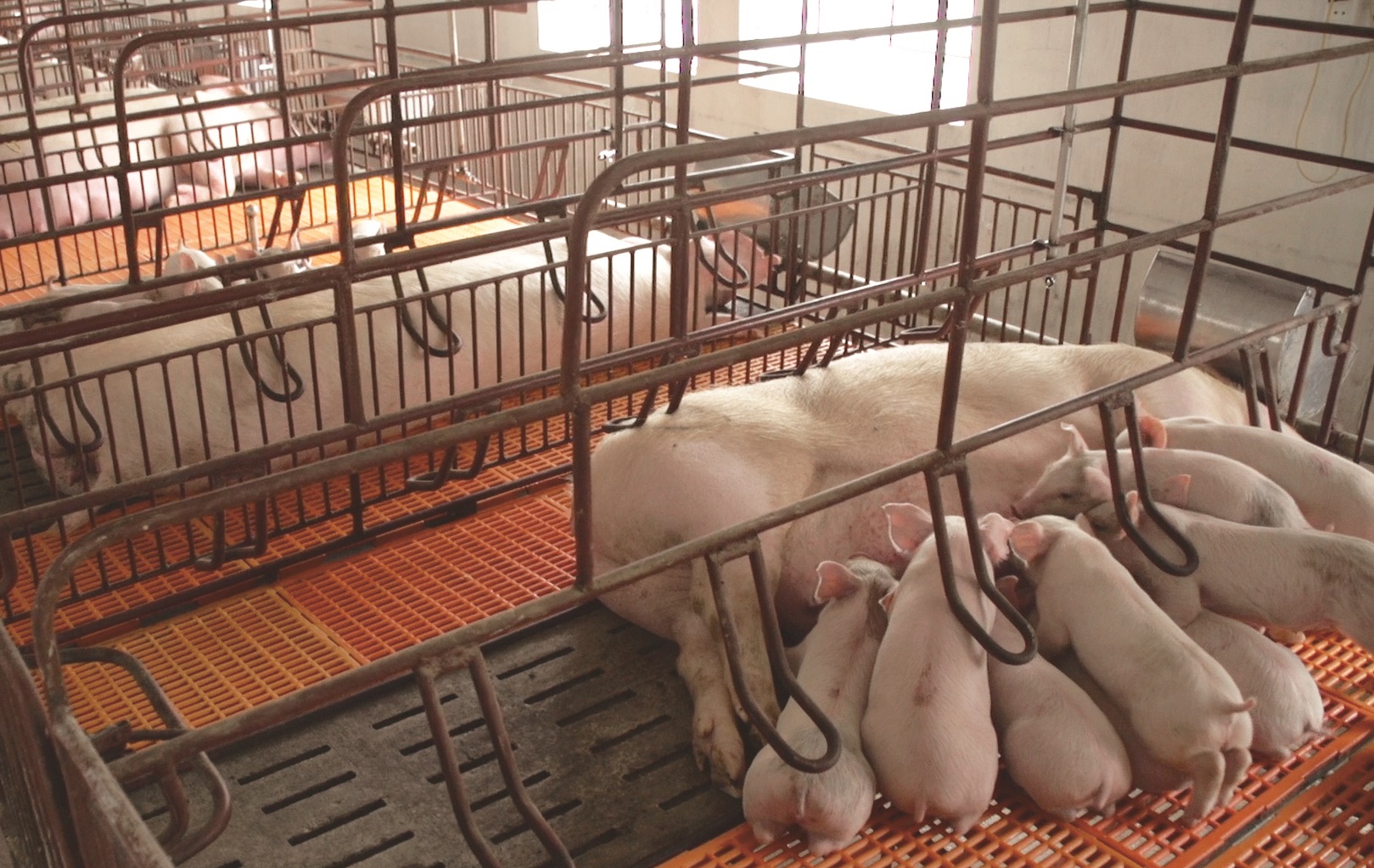 Chuồng heo khép kín là gì? Cấu tạo, ưu điểm và những thiết bị cần có