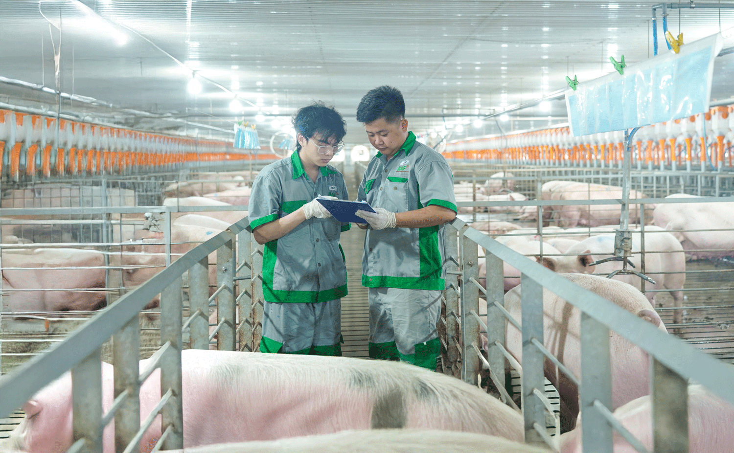 Chuồng heo khép kín: Đầu tư đúng từ đầu để kiểm soát môi trường và vận hành trang trại