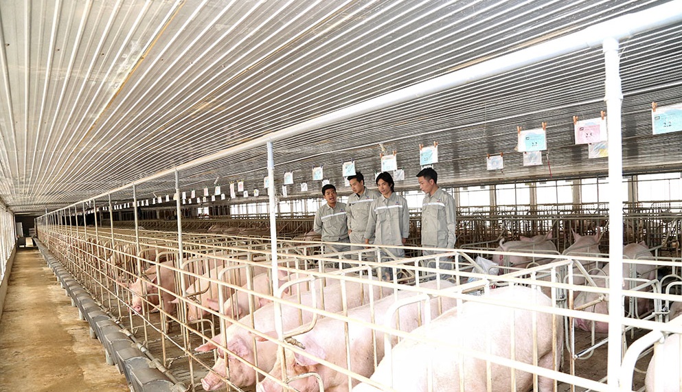 Chuồng heo khép kín: Đầu tư đúng từ đầu để kiểm soát môi trường và vận hành trang trại