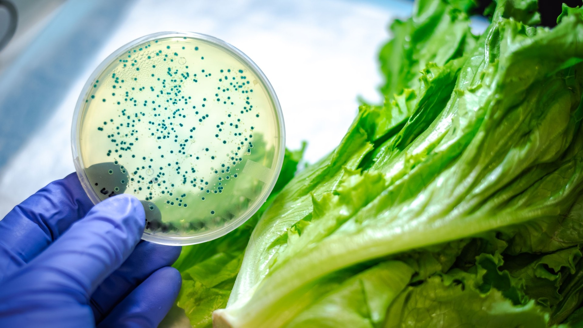 Dấu hiệu heo con bị E.coli: Nhận biết sớm để giảm thiệt hại cho trang trại