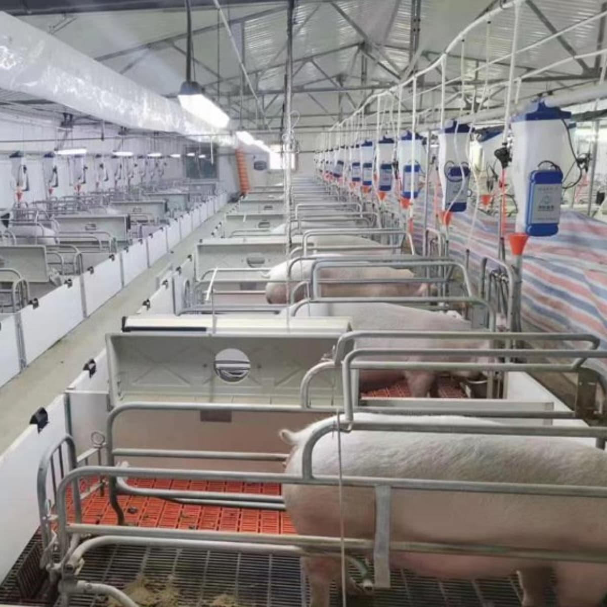 Diện tích chuồng nuôi heo nái trong trại chăn nuôi công nghiệp – Tiêu chuẩn kỹ thuật và giải pháp tối ưu