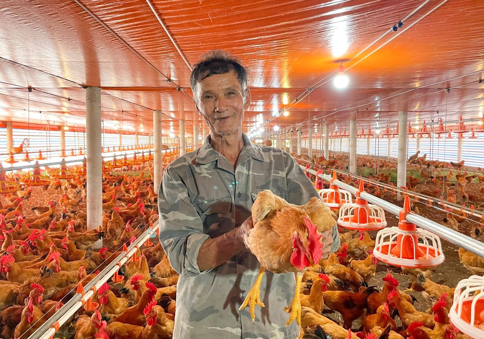 Điều kiện nuôi gà cho công ty CP – Hướng dẫn chi tiết đạt chuẩn chăn nuôi hiện đại