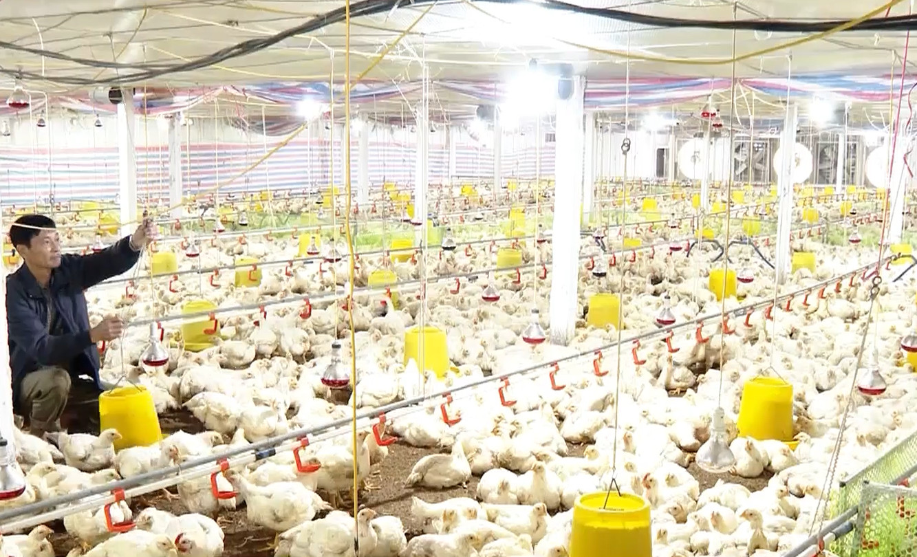 Điều kiện nuôi gà cho công ty CP – Hướng dẫn chi tiết đạt chuẩn chăn nuôi hiện đại