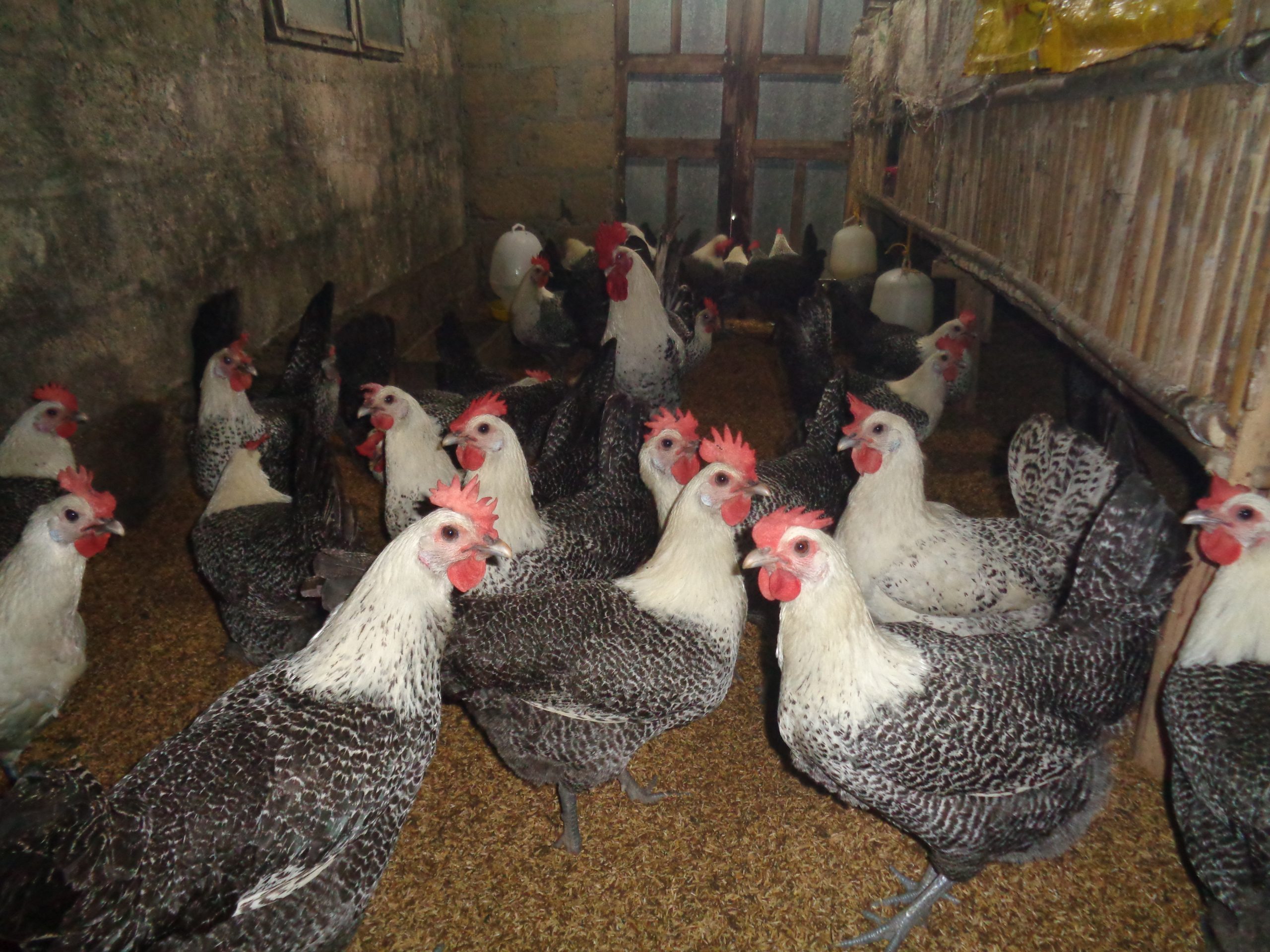 Gà đẻ siêu trứng Ai Cập: Đặc điểm, năng suất và giải pháp nuôi hiệu quả cao