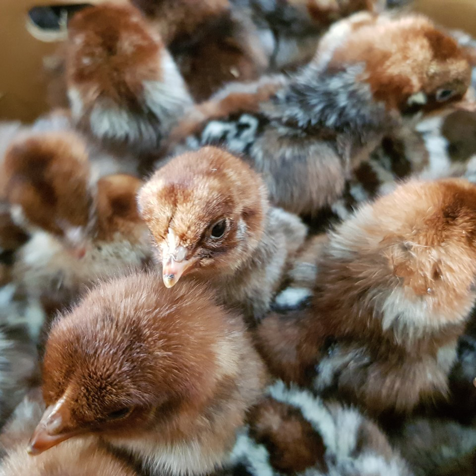 Gà đẻ siêu trứng Ai Cập: Đặc điểm, năng suất và giải pháp nuôi hiệu quả cao