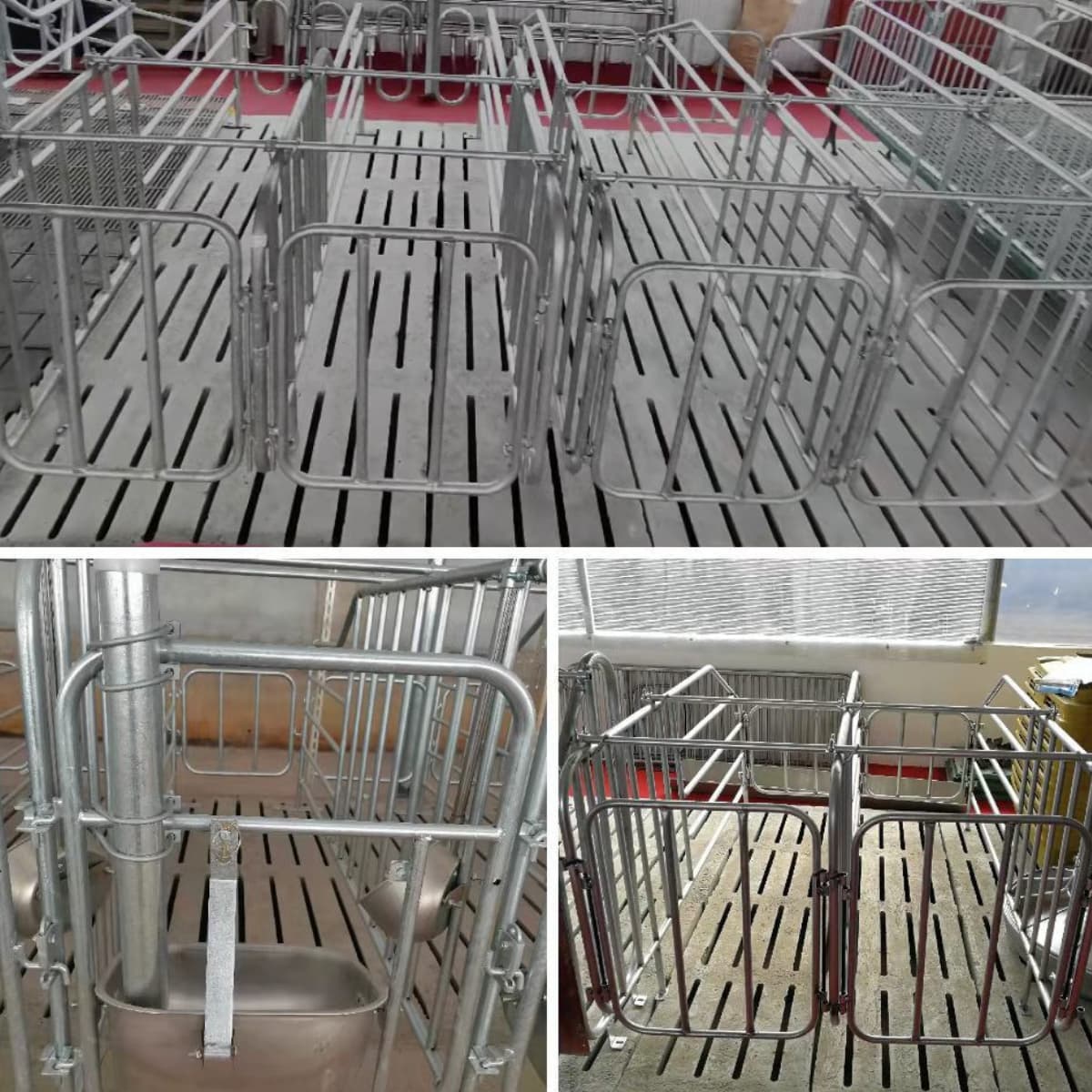 Giá chuồng heo nái đẻ hiện nay bao nhiêu? Những yếu tố quyết định chi phí đầu tư