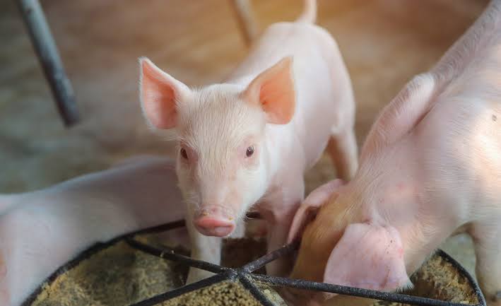 GIÁ HEO CON NGÀY HÔM NAY BAO NHIÊU? CẬP NHẬT YẾU TỐ ẢNH HƯỞNG VÀ KINH NGHIỆM CHỌN HEO GIỐNG CHẤT LƯỢNG