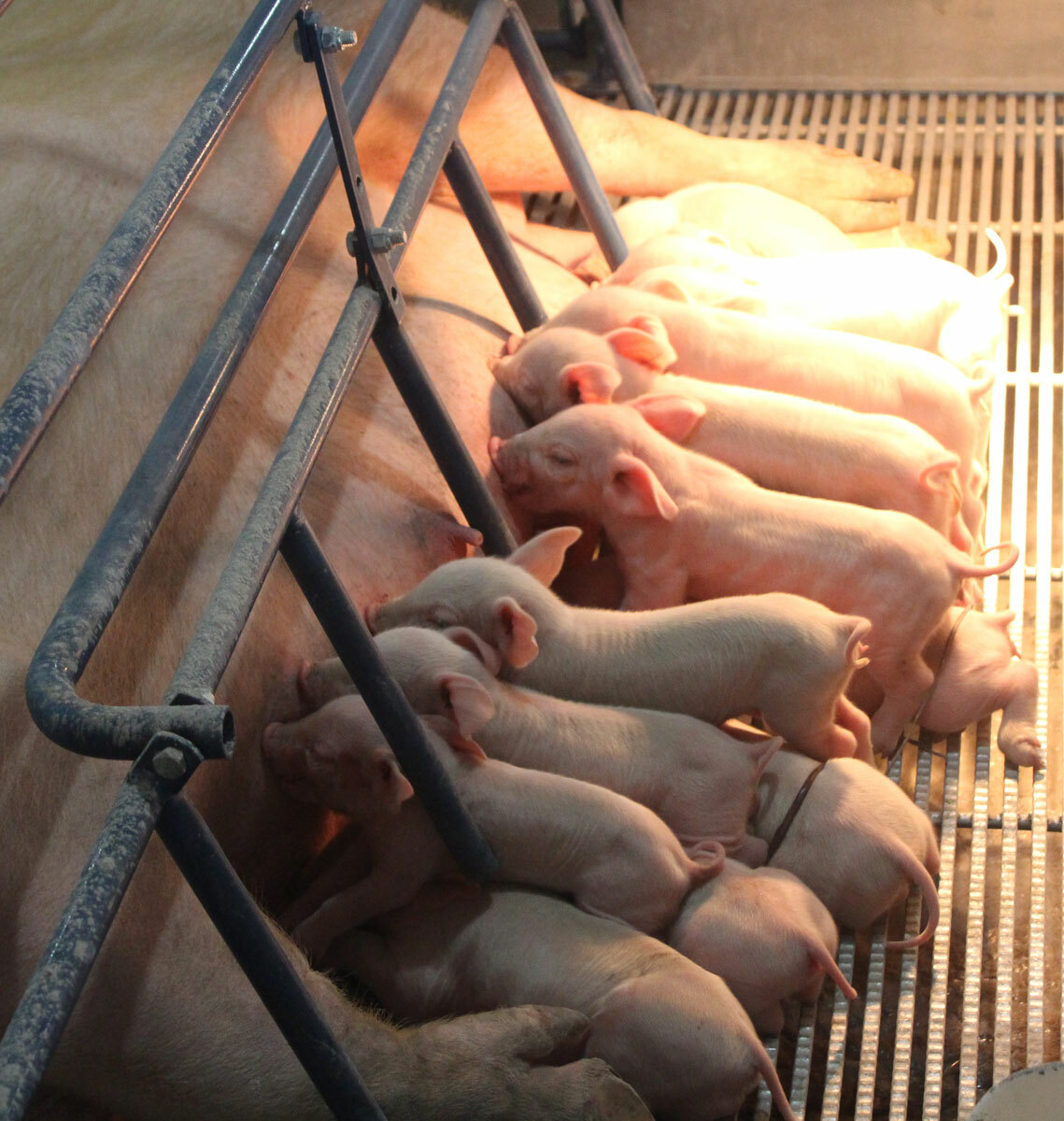 Heo Nái Mới Đẻ Không Cho Con Bú: Nguyên Nhân, Cách Xử Lý Và Biện Pháp Phòng Ngừa Hiệu Quả