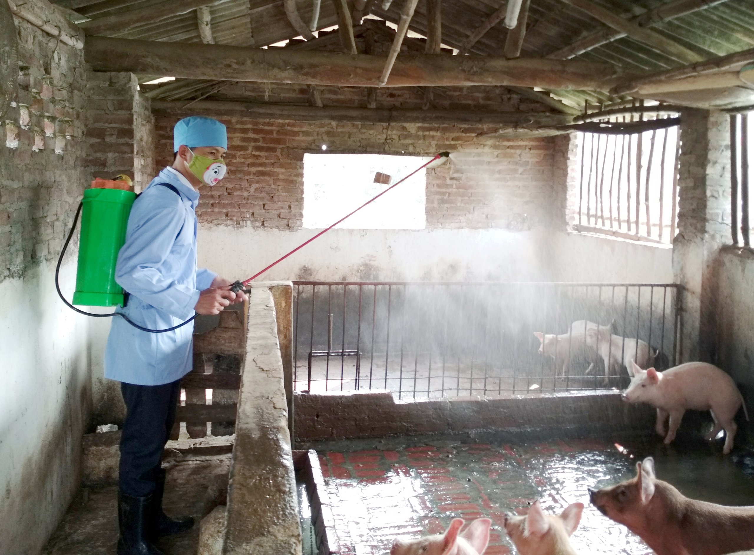 KHỬ TRÙNG CHUỒNG TRẠI LÚC MỜ SÁNG – BÍ QUYẾT BẢO VỆ ĐÀN VẬT NUÔI HIỆU QUẢ NHẤT