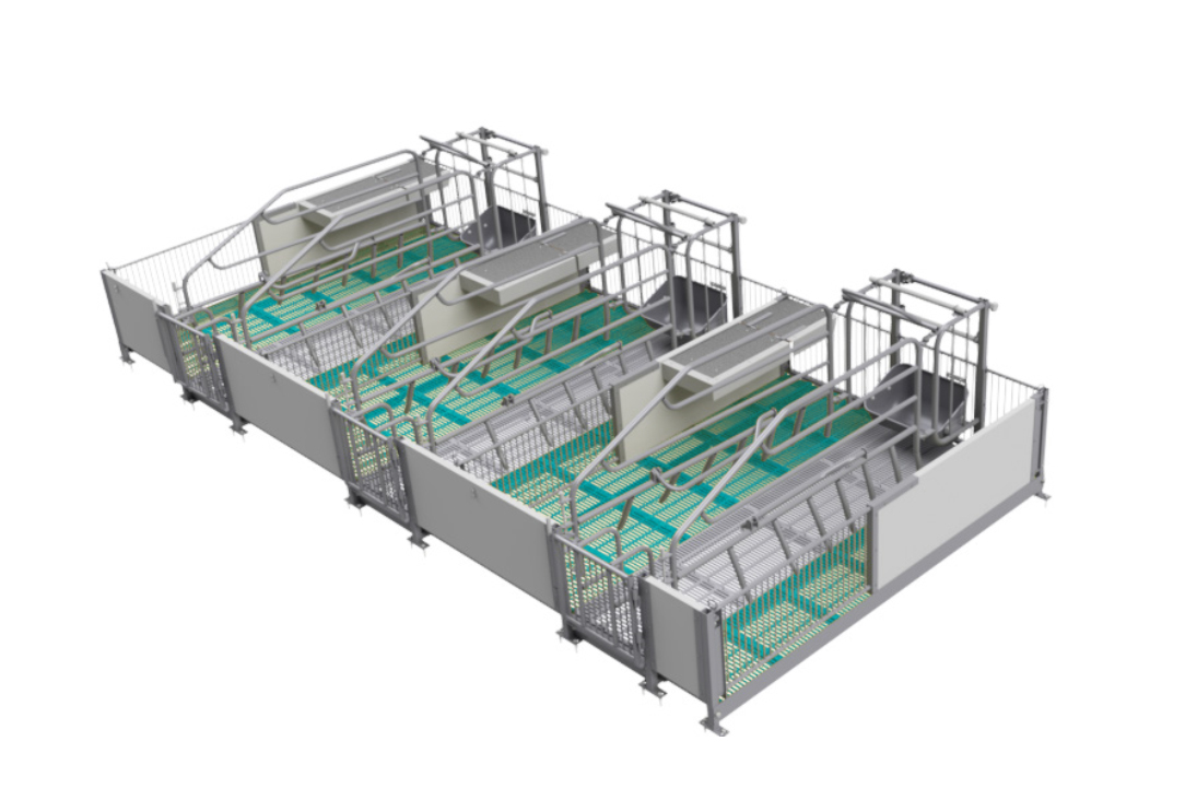 Kích thước chuồng heo nái tiêu chuẩn mới nhất – Thiết kế đúng giúp tăng năng suất sinh sản